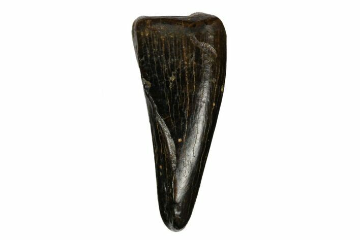 Theropod Premaxillary Tooth - Judith River Formation #185203